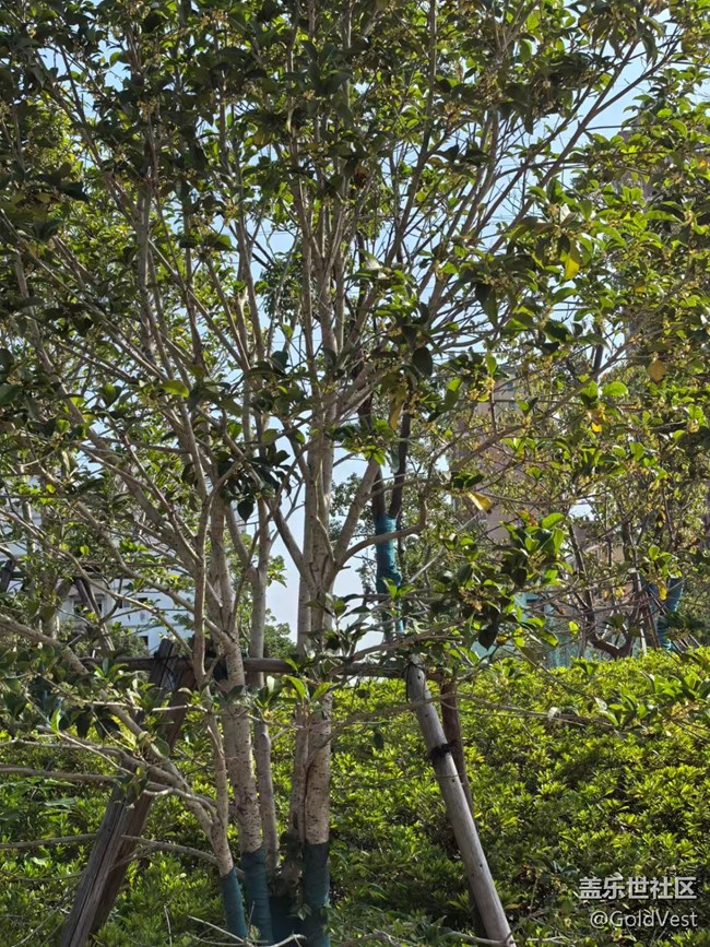 【与秋天合个影】金桂飘香