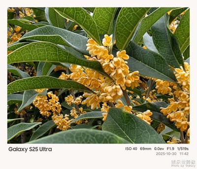 【奇妙的视角】+秋日桂花香