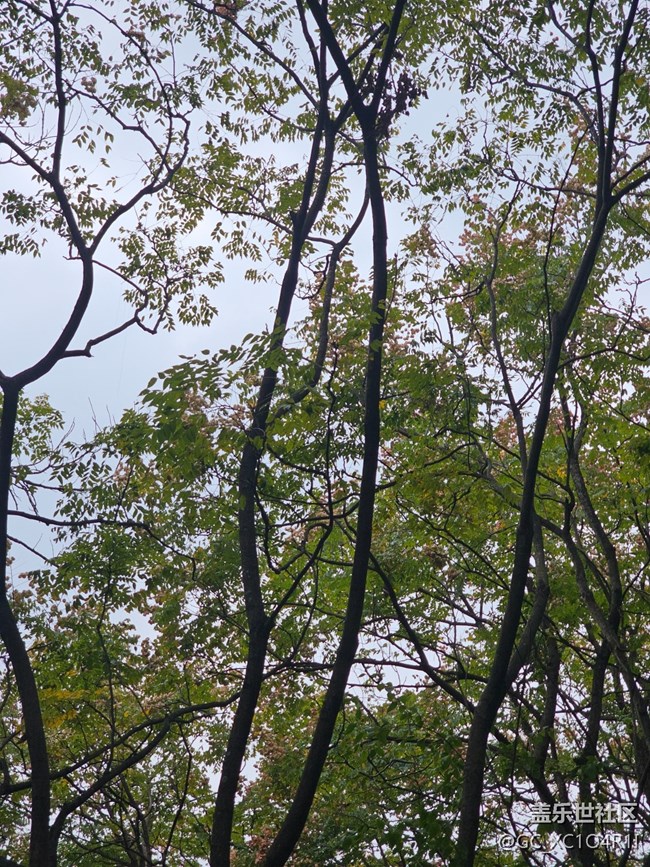 【秋影拾光】秋天