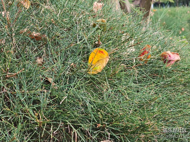 【与秋天合个影】秋景