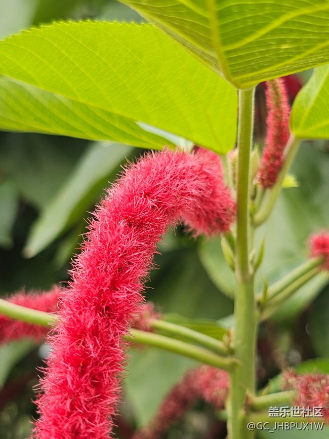 【与秋天合个影】寻花开