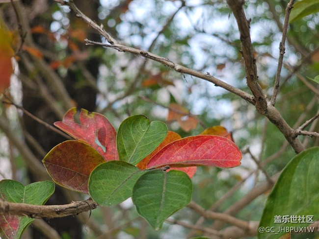 【秋影拾光】秋影拾光