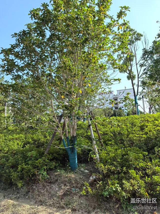 【与秋天合个影】金桂飘香