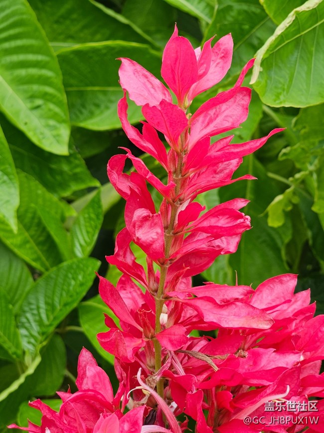 【与秋天合个影】寻花开