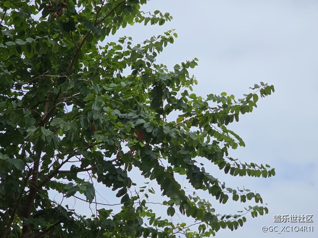 【与秋天合个影】天气晴朗