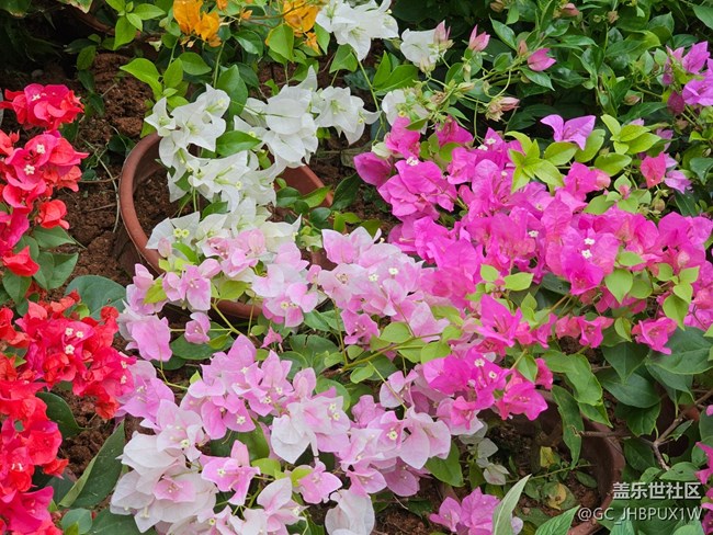 【与秋天合个影】寻花开