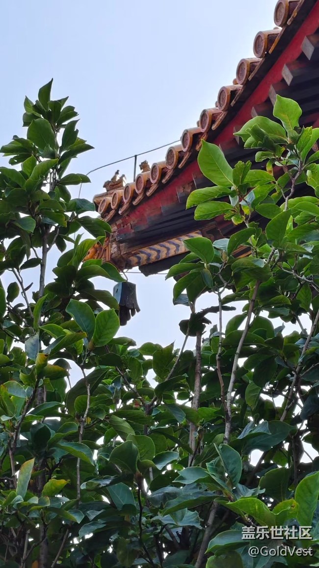 【与秋天合个影】金桂飘香