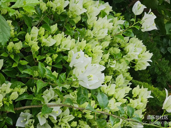 【与秋天合个影】寻花开