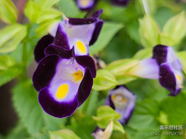 【与秋天合个影】寻花开