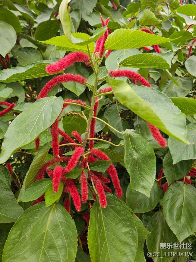 【与秋天合个影】寻花开