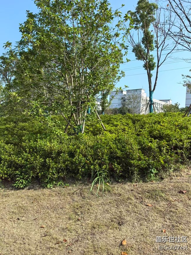 【与秋天合个影】金桂飘香