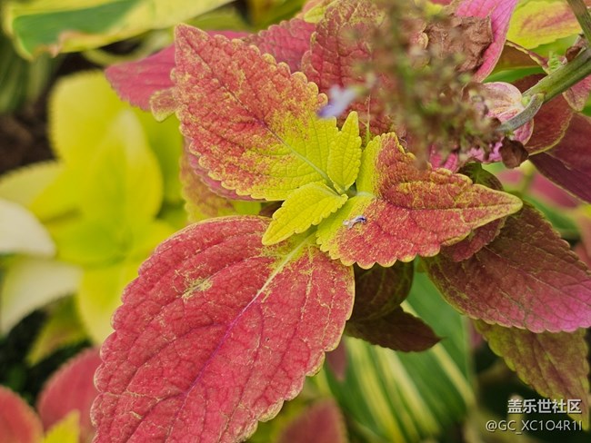 【与秋天合个影】秋天随拍