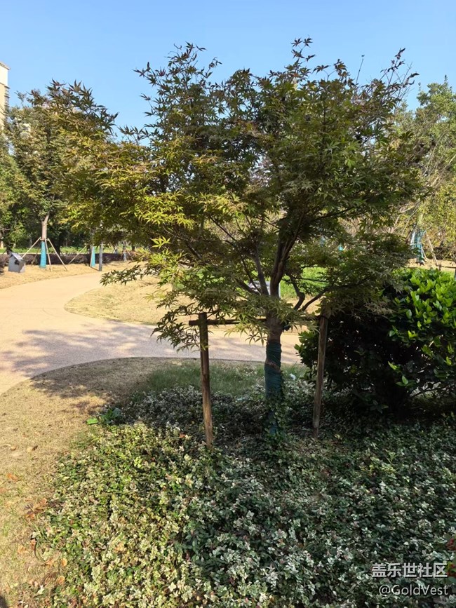 【与秋天合个影】金桂飘香