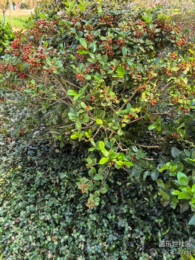 【与秋天合个影】金桂飘香