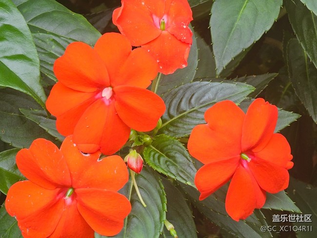 【与秋天合个影】秋天随拍