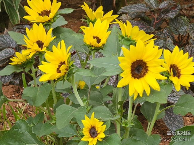 【与秋天合个影】天气晴朗