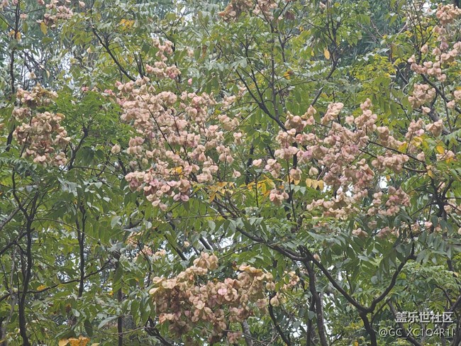 【秋影拾光】秋天