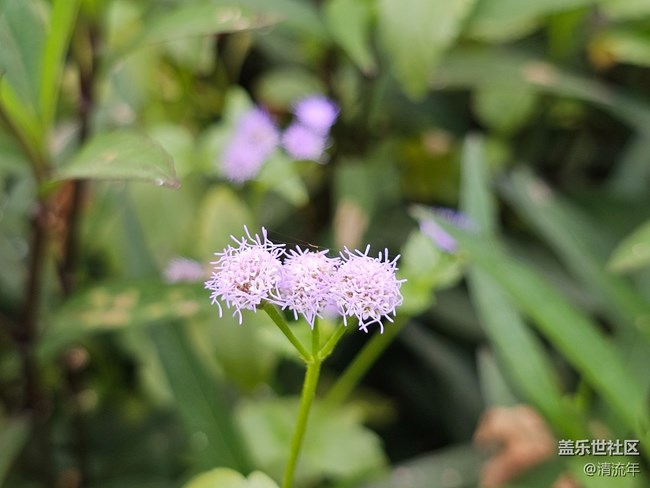 【与秋天合个影】阴天