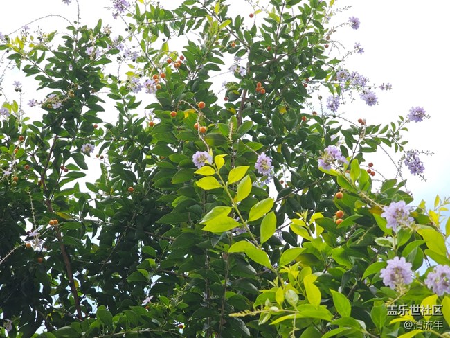 【与秋天合个影】阴天