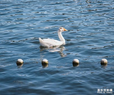 【奇妙的视角】+自由自在