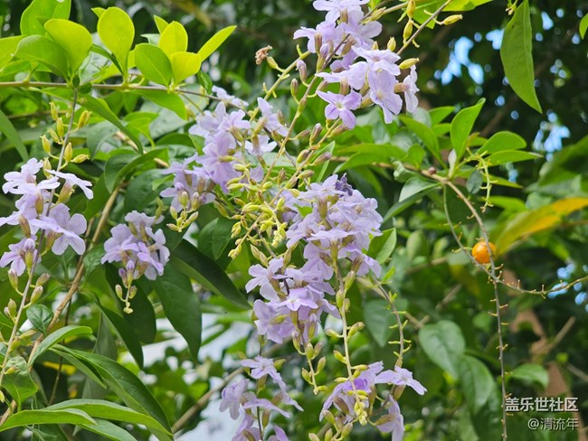 【与秋天合个影】阴天