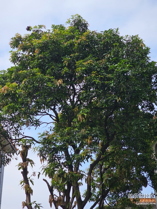 【与秋天合个影】阴天