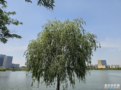 【奇妙的视角】树先生