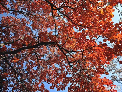 【奇妙的视角】+秋叶