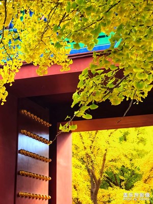 【奇妙的视角】一叶知秋