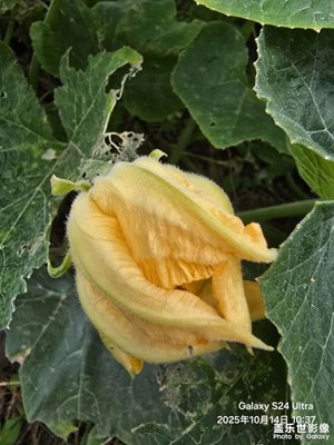 【奇妙的视角】+瓜地随拍