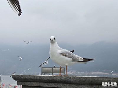 【奇妙的视角】海鸥视角