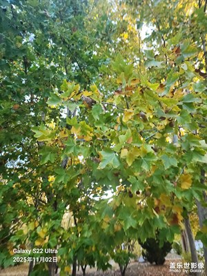 奇妙的视角 秋天的早上