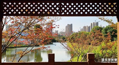 【奇妙的视角】+枫叶