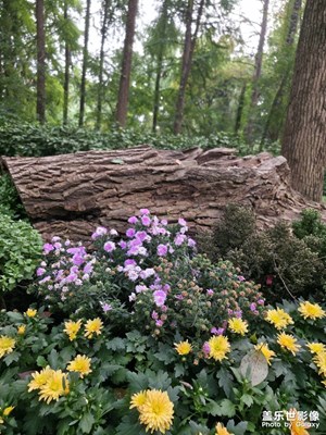 一亿像素 金秋醉美 想拍就拍！