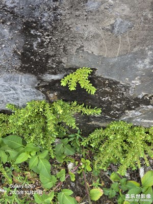 【奇妙的视角】乡间小道