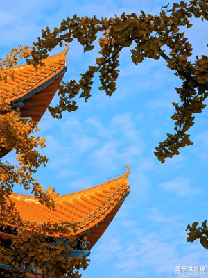 一叶梧桐解半秋