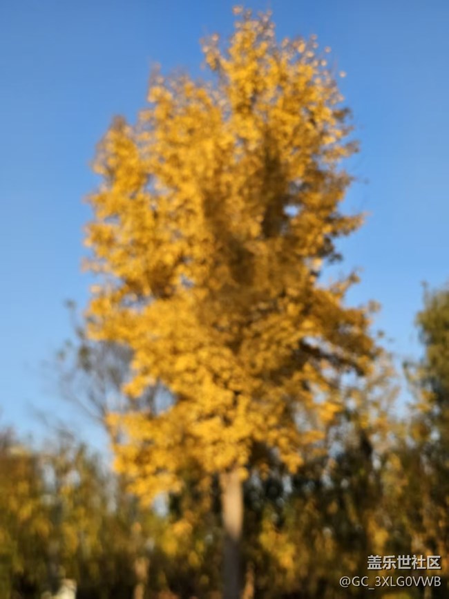 升级8.0以后用2倍照相，无法对焦