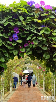 【奇妙的视角】南方花盛开 桂城飘香来