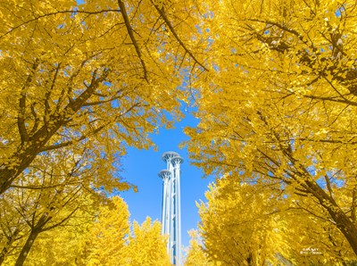 Galaxy S23 Ultra  奥森的秋天