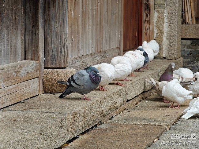 【国庆旅途】游时尚古镇