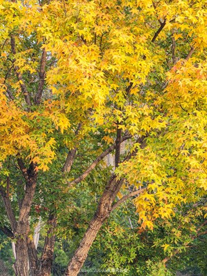 GalaxyS22Ultra 惠远枫影