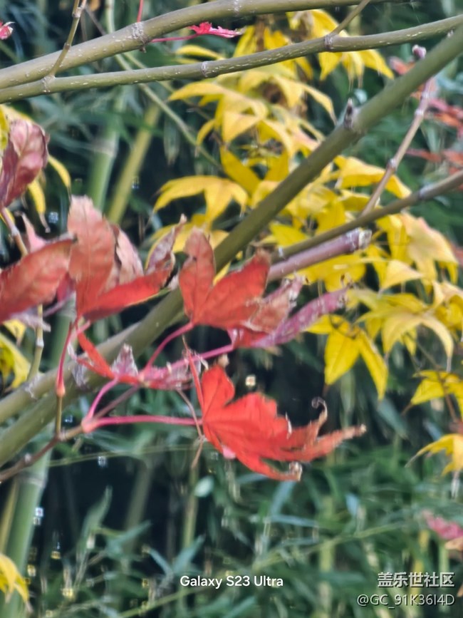 【叶落成诗】相映成色