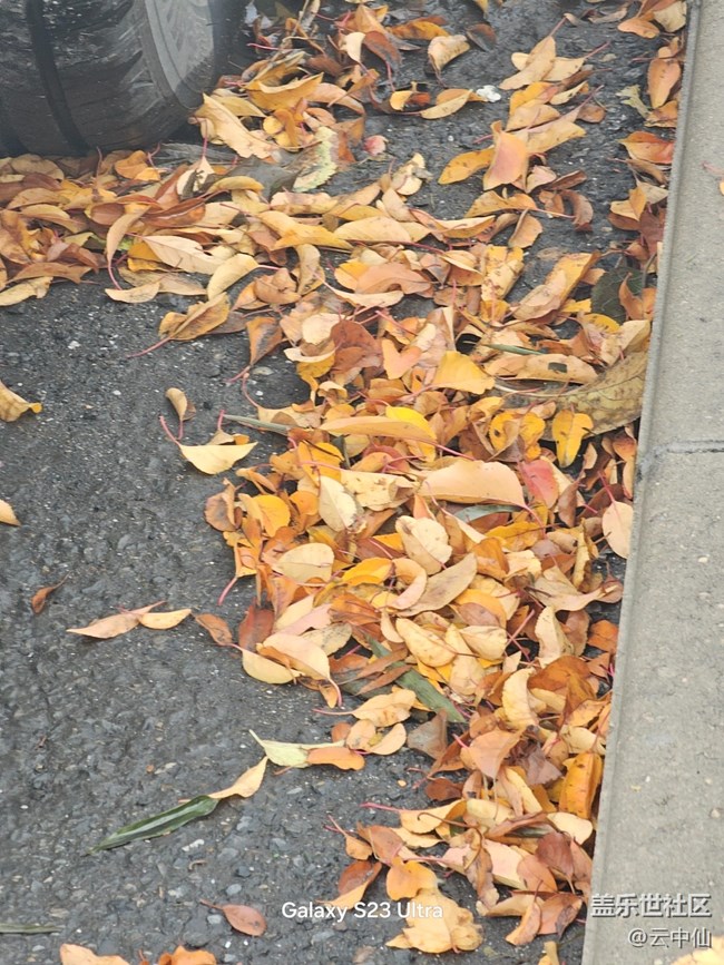 【叶落成诗】流逝