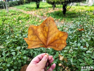 【城市生命力】+秋天的落叶