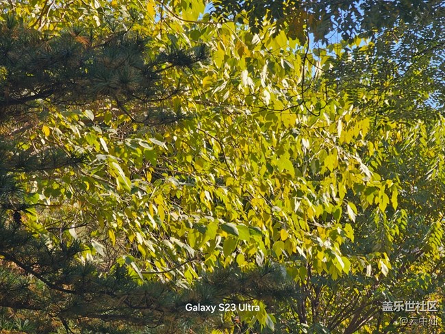 【叶落成诗】泛黄