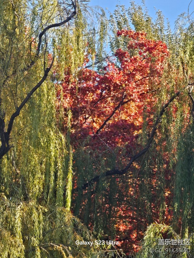 【叶落成诗】相映成色