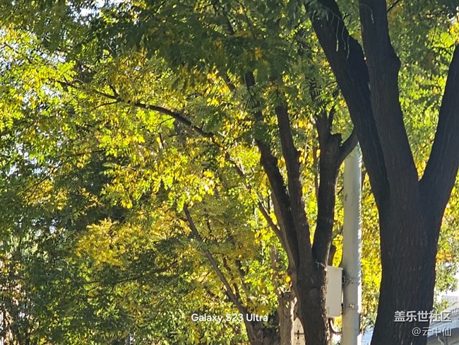 【叶落成诗】泛黄