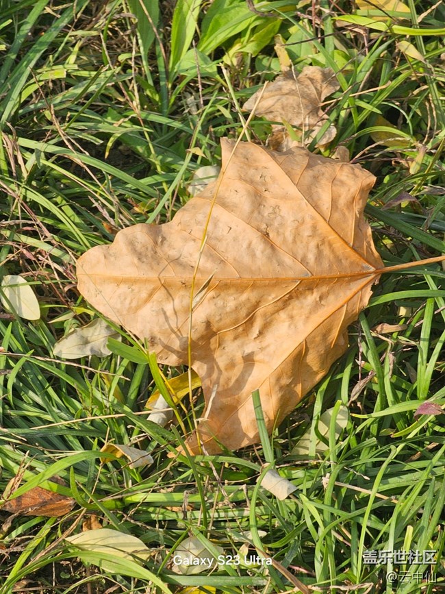 【叶落成诗】流逝