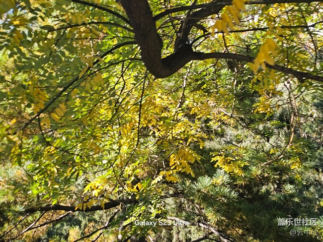 【叶落成诗】泛黄