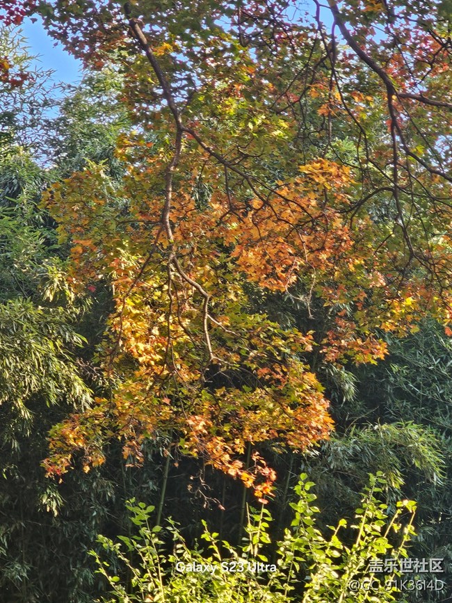 【叶落成诗】相映成色